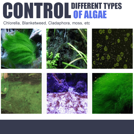 ⭐AEXZR®  Algae Repellent Agent